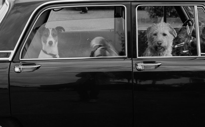 Caramel and Youpi, Auvers sur Oise, France 2008 Silver gelatin print 50x40cm Edition: No 6/10